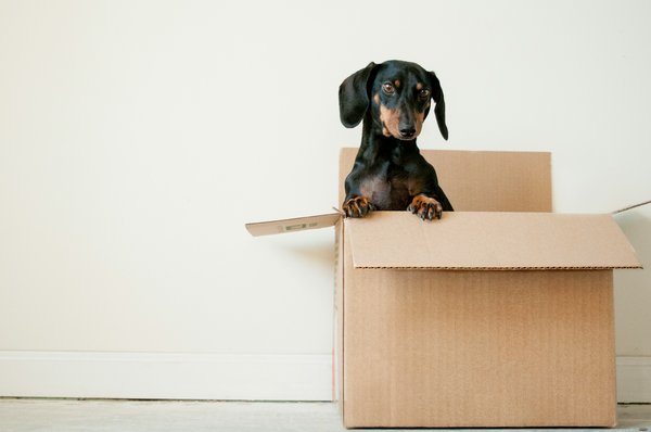 How can you ensure the safety of outdoor pets during a UK home move?