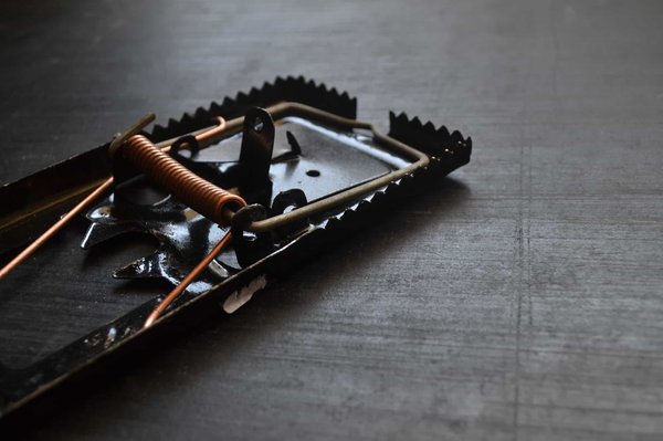 What strategies can be employed to manage garden pests naturally in a Kent countryside?